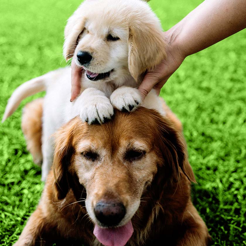 A puppy sitting on top of an older golden retriever